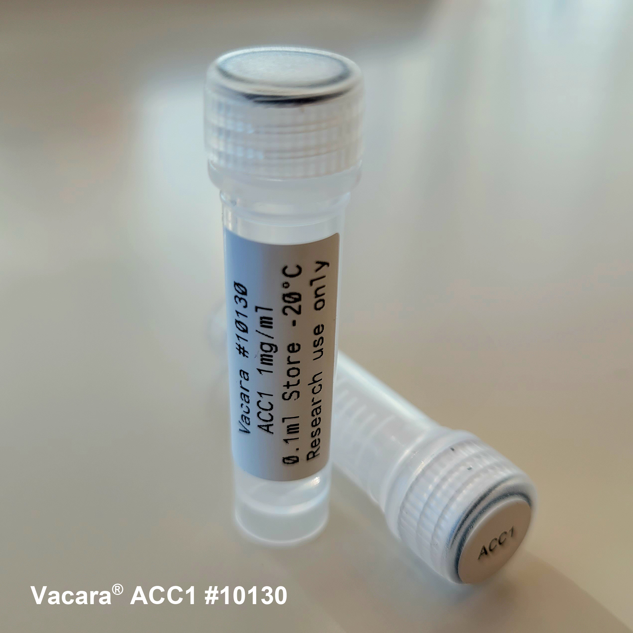 Mouse Anti citrullinated COL2A1 Antibody (ACC1)